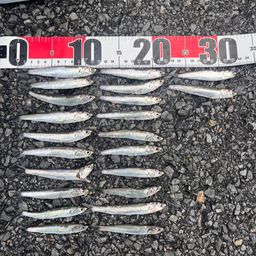 カタクチイワシ