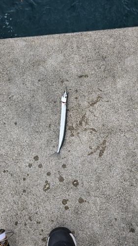 サヨリの釣果