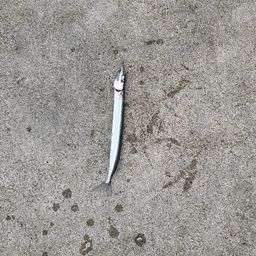 サヨリ