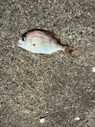 タイの釣果