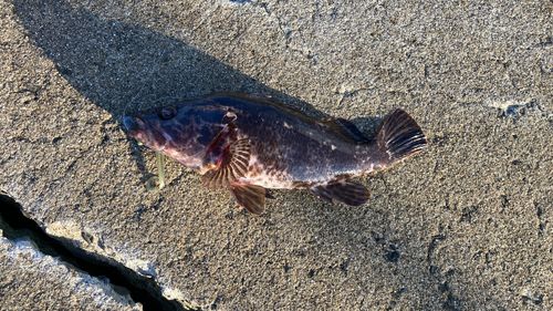 ベッコウゾイの釣果