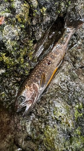 イワナの釣果