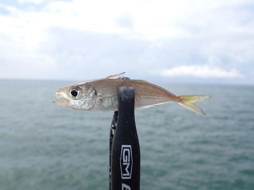 マアジの釣果