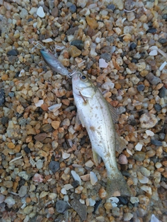 セイゴ(マルスズキ)の釣果