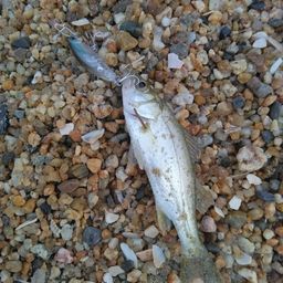 セイゴ（マルスズキ）