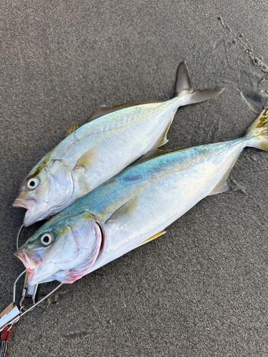 ワカシの釣果