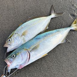 ワカシ