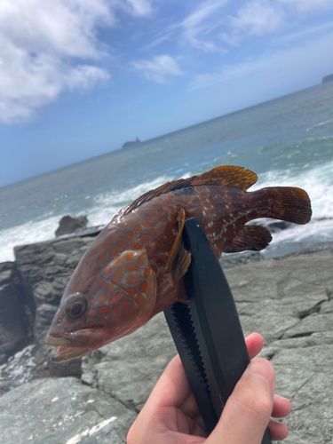 キジハタの釣果