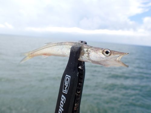 アカカマスの釣果