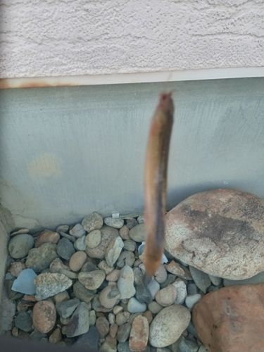 ドジョウの釣果