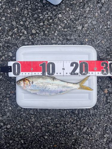 コノシロの釣果