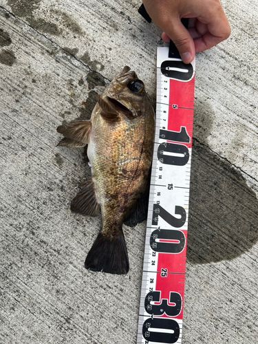 アイナメの釣果