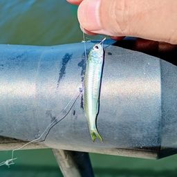 トウゴロウイワシ