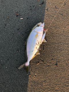 ショゴの釣果