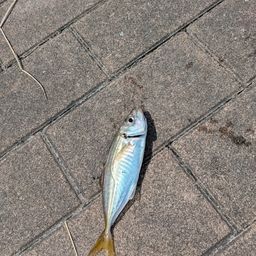 アジ