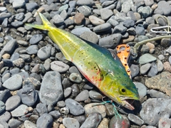 シイラの釣果