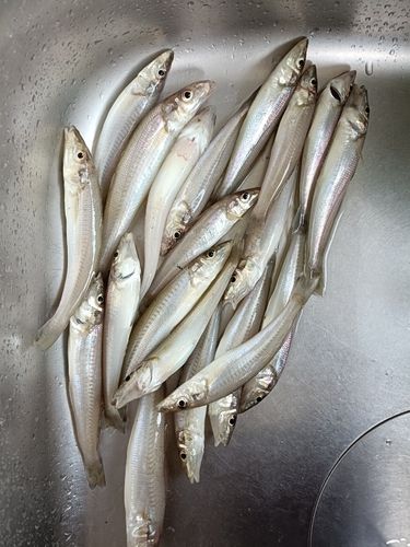 キスの釣果