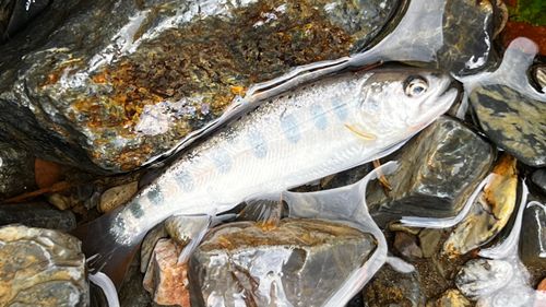 ヤマメの釣果
