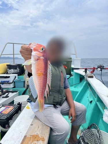 アマダイの釣果