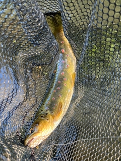 ブラウントラウトの釣果