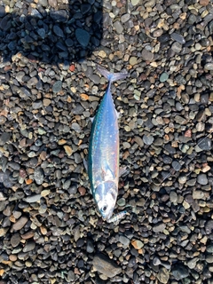 ソウダガツオの釣果
