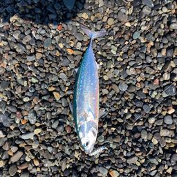 ソウダガツオ