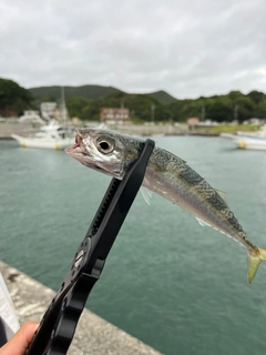 サバの釣果