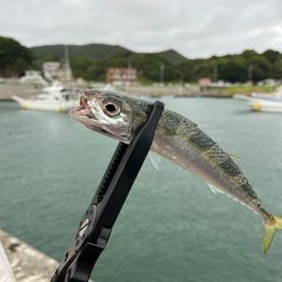 サバ
