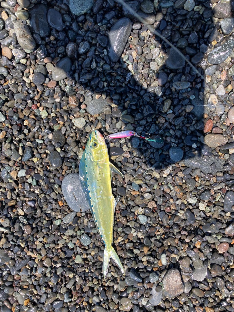 シイラ