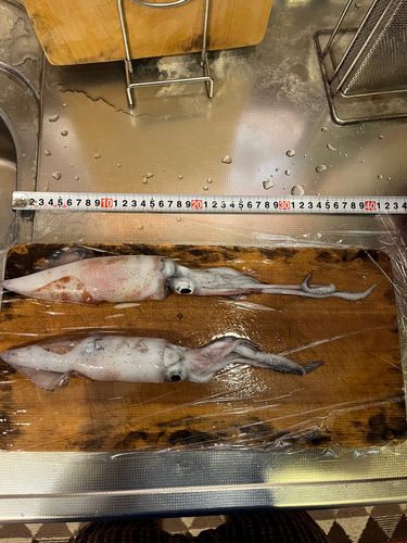 ケンサキイカの釣果
