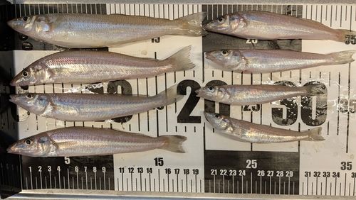 キスの釣果