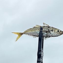 アジ