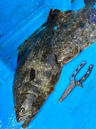 ヒラメの釣果