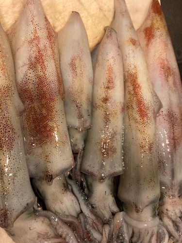 ケンサキイカの釣果