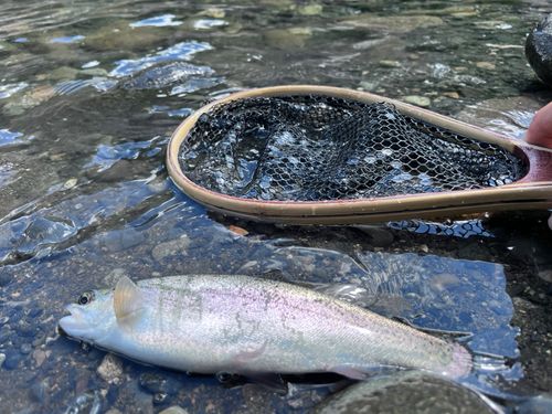 ニジマスの釣果