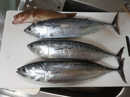 カツオの釣果