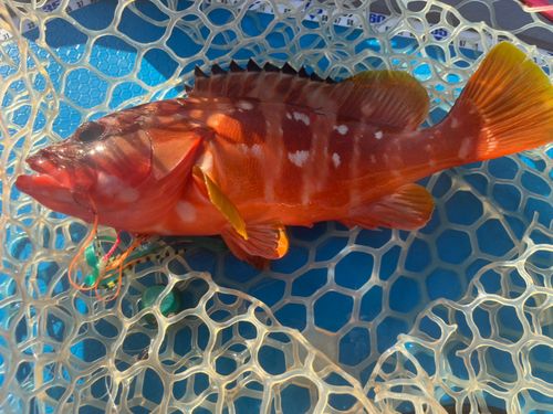 アカハタの釣果