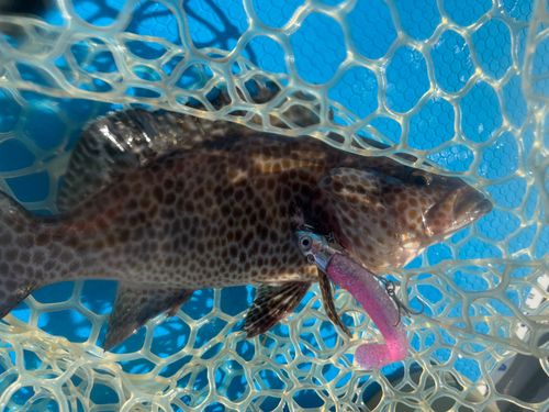 オオモンハタの釣果