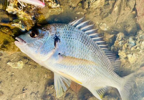 キビレの釣果