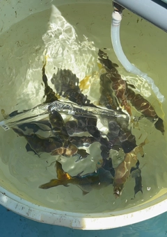 イサキの釣果