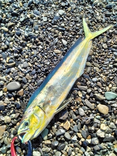 シイラの釣果