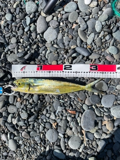 シイラの釣果