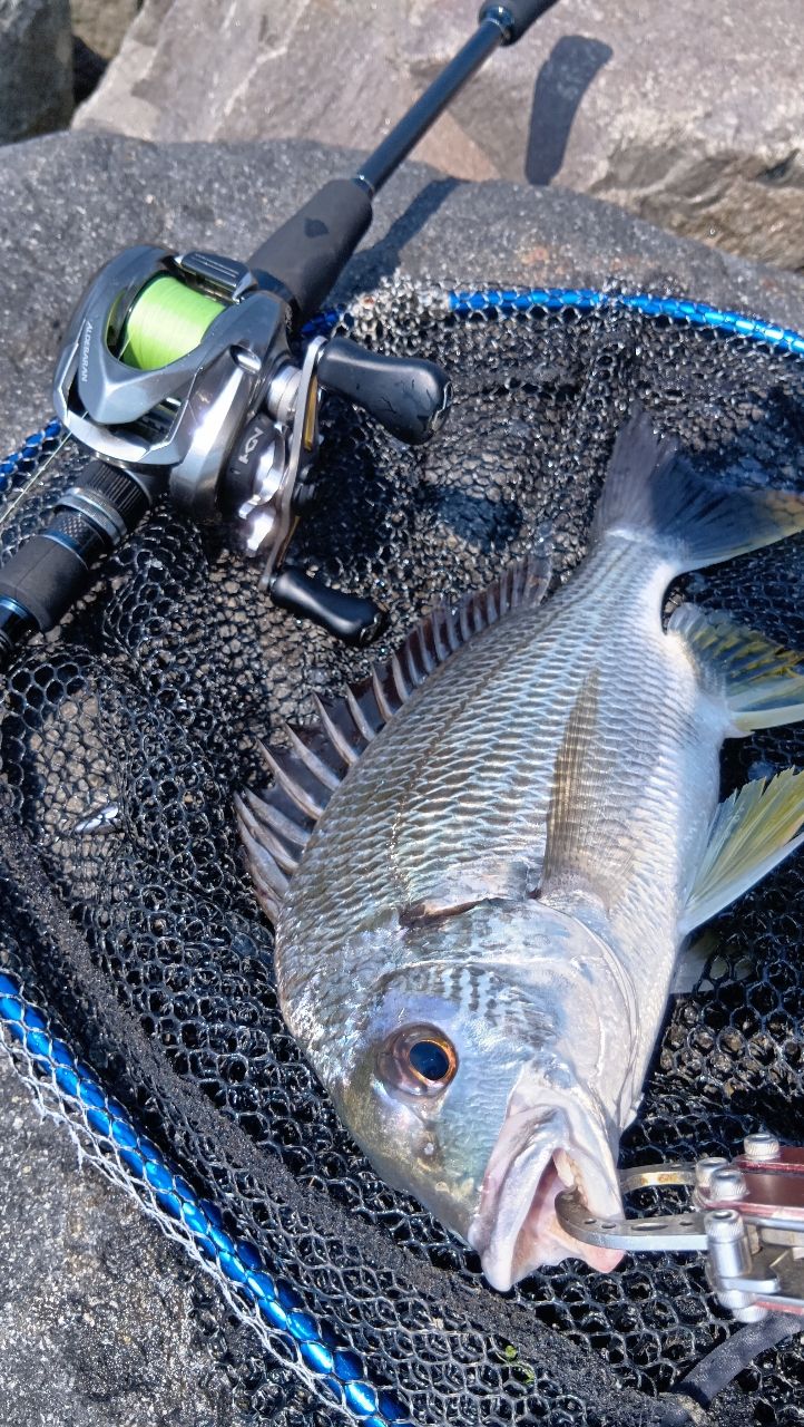 SHIMANO 16アルデバラン BFS XG LEFTの最安値・インプレ・釣果