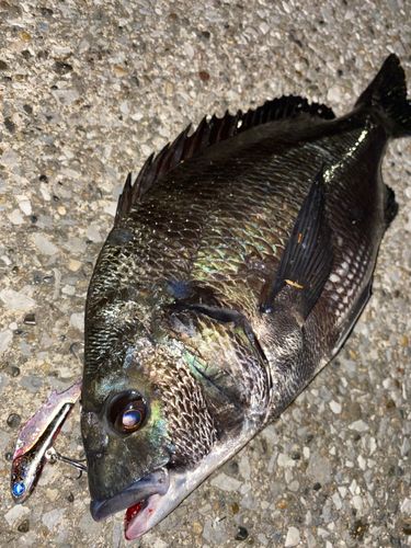 クロダイの釣果