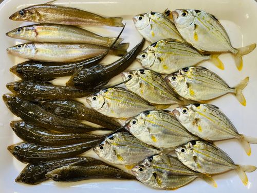 シロギスの釣果