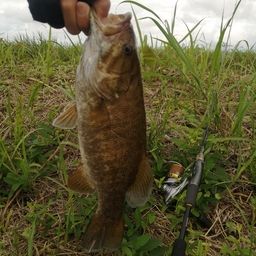 スモールマウスバス