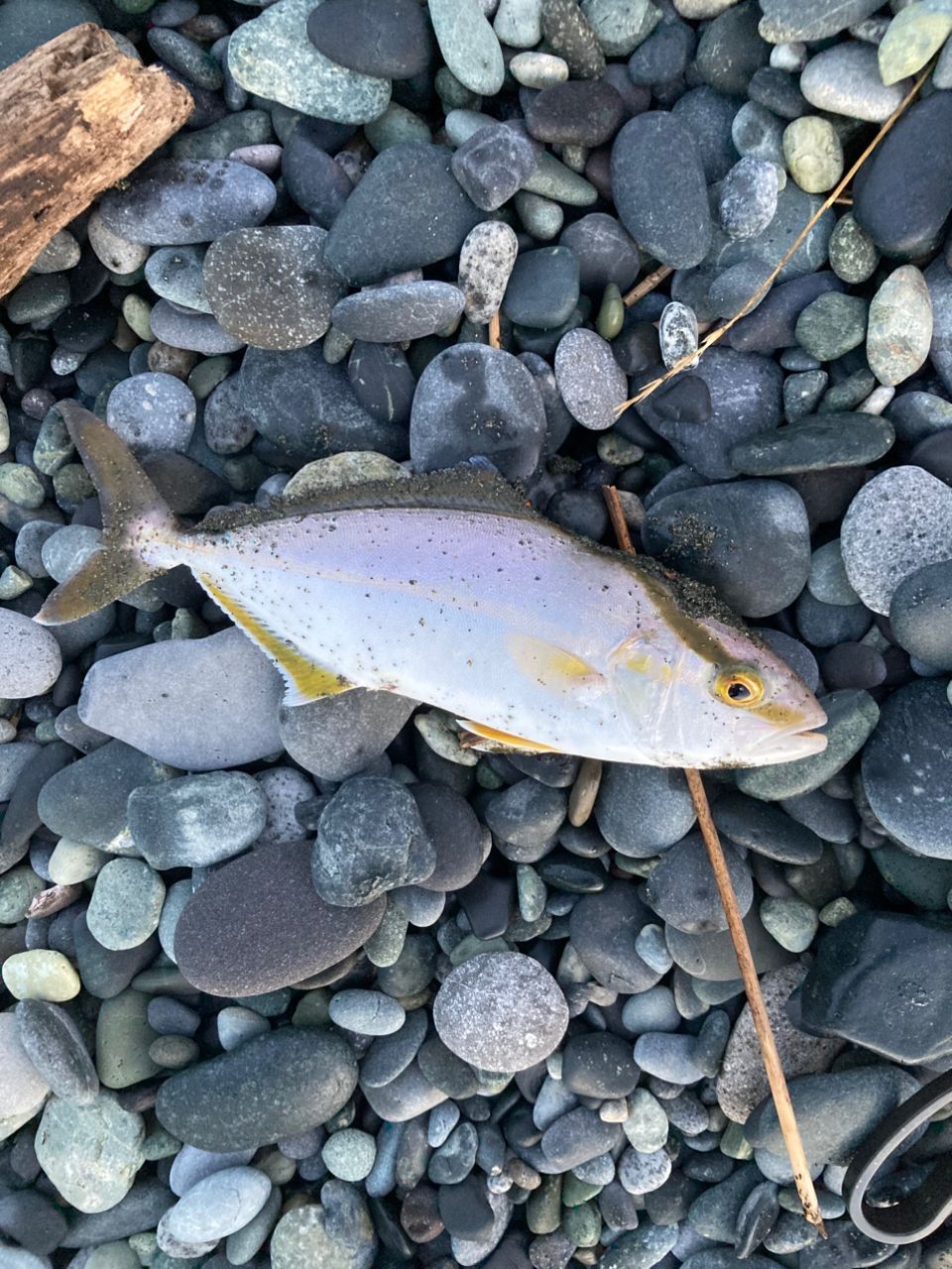 ショゴ