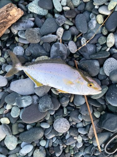 ショゴの釣果
