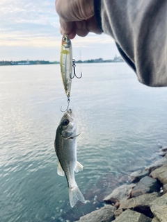 セイゴ（マルスズキ）の釣果