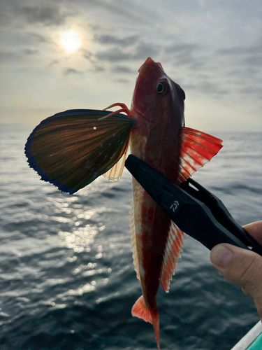 ホウボウの釣果